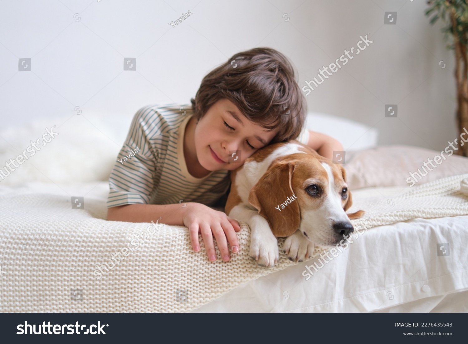 boy hugging his beagle on the cozy bed. importance of nurturing a loving relationship between children and pets, as well as teaching responsibility and kindness. #2276435543