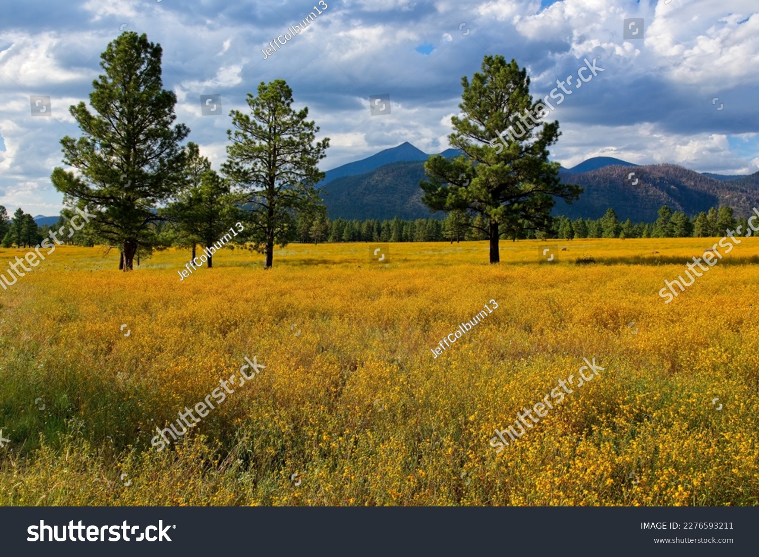 A sea of yellow wildflowers at Buffalo Park, Flagstaff, Arizona. Mountains are in the background, clouds fill the sky and pines are in the scene.  #2276593211