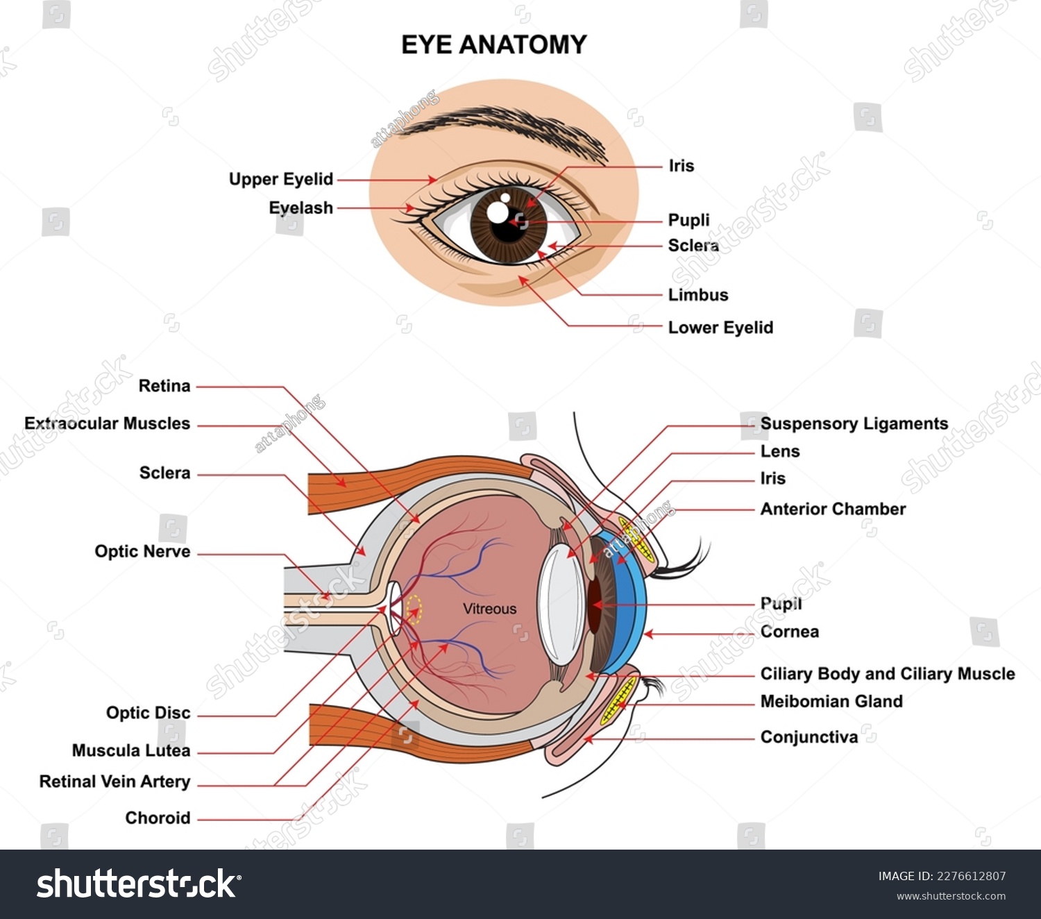 Eye Anatomy. Anatomy of the Human Eye. Structure - Royalty Free Stock ...