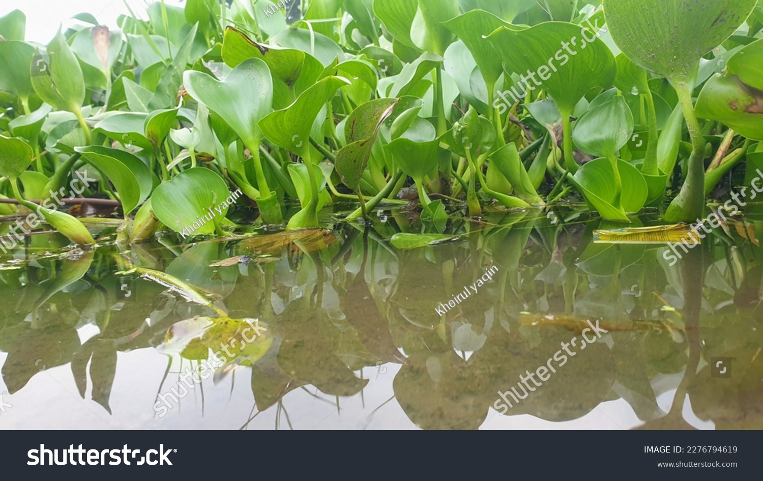 Pontederia crassipes, commonly known as common water hyacinth is an aquatic plant native to South America. Eichhornia crassipes #2276794619