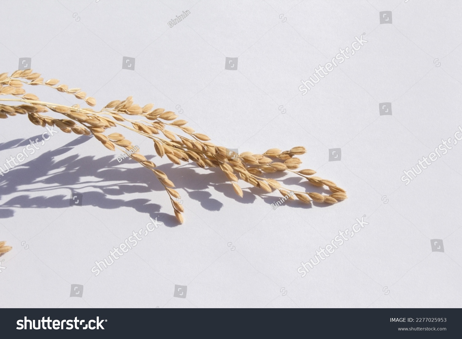 Ears of rice isolated on white background #2277025953