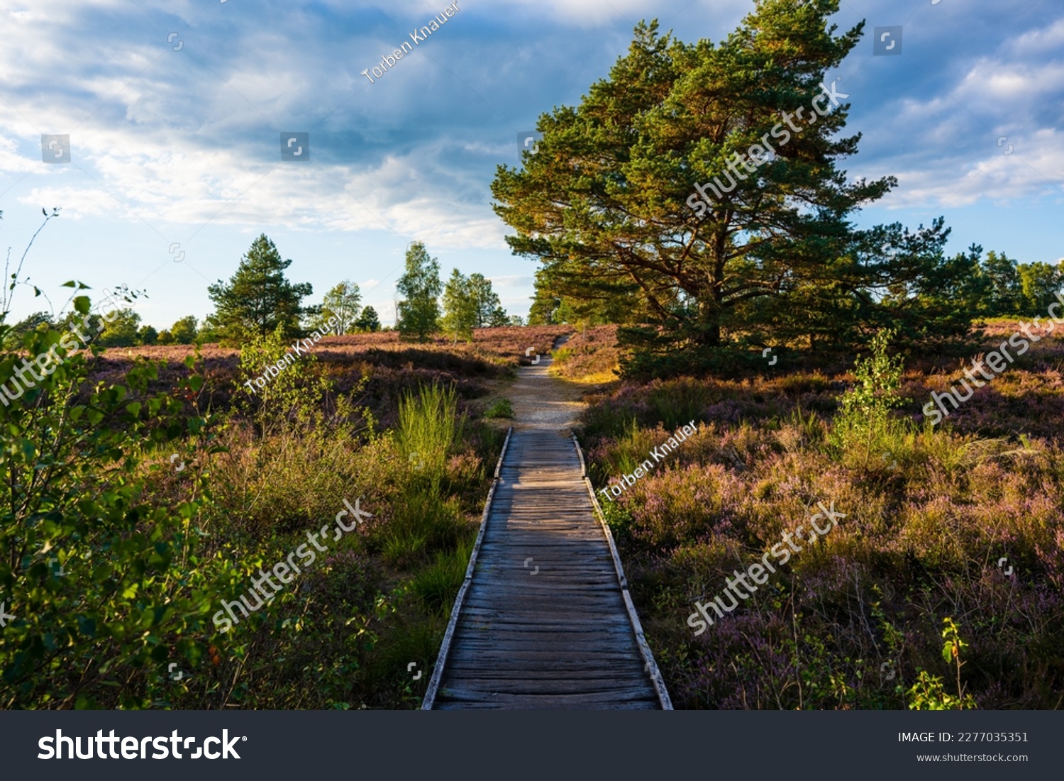 Wooden path in the Lüneburger Heide in Bispingen. #2277035351