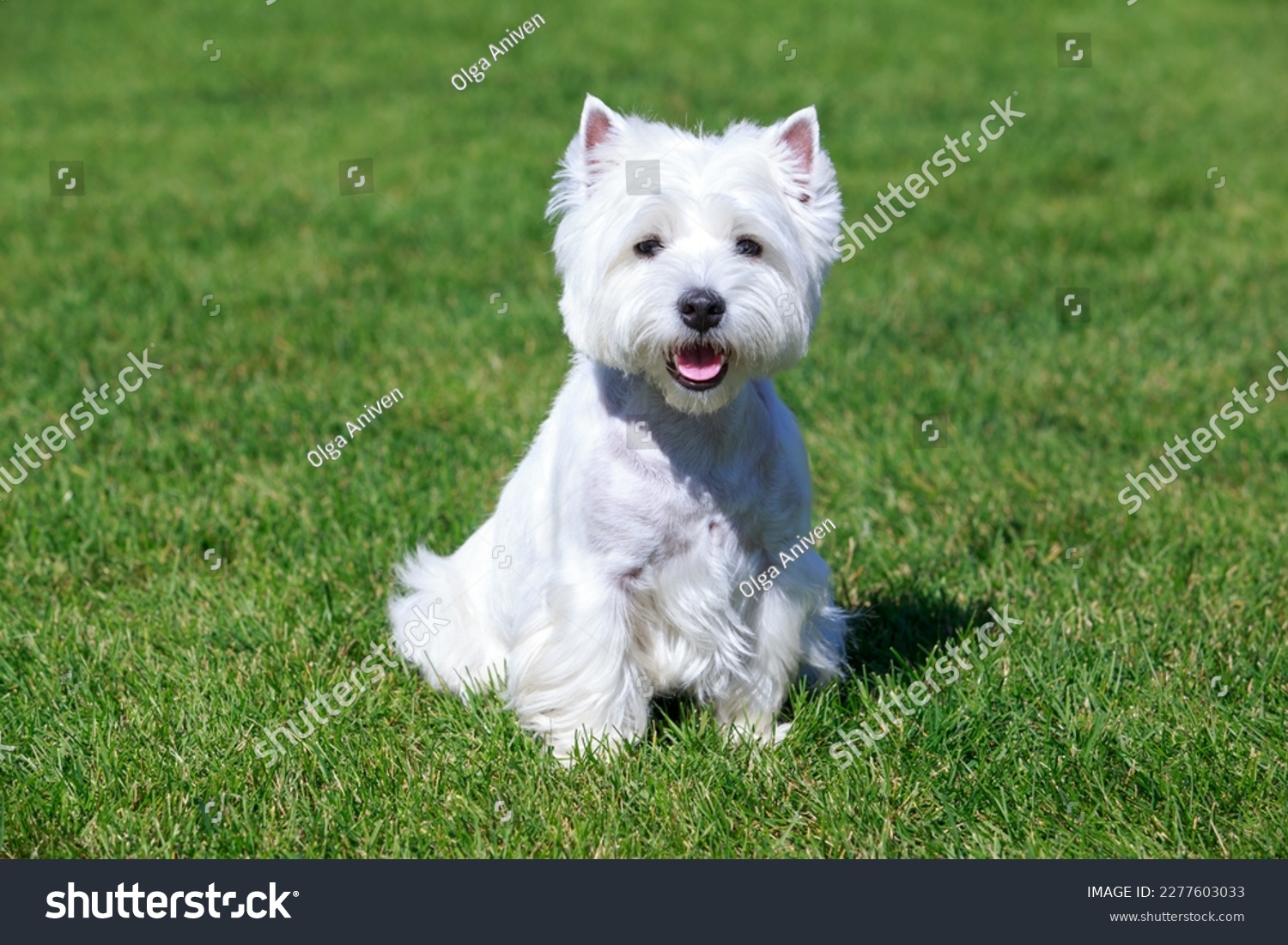 West Highland White Terrier on green grass #2277603033