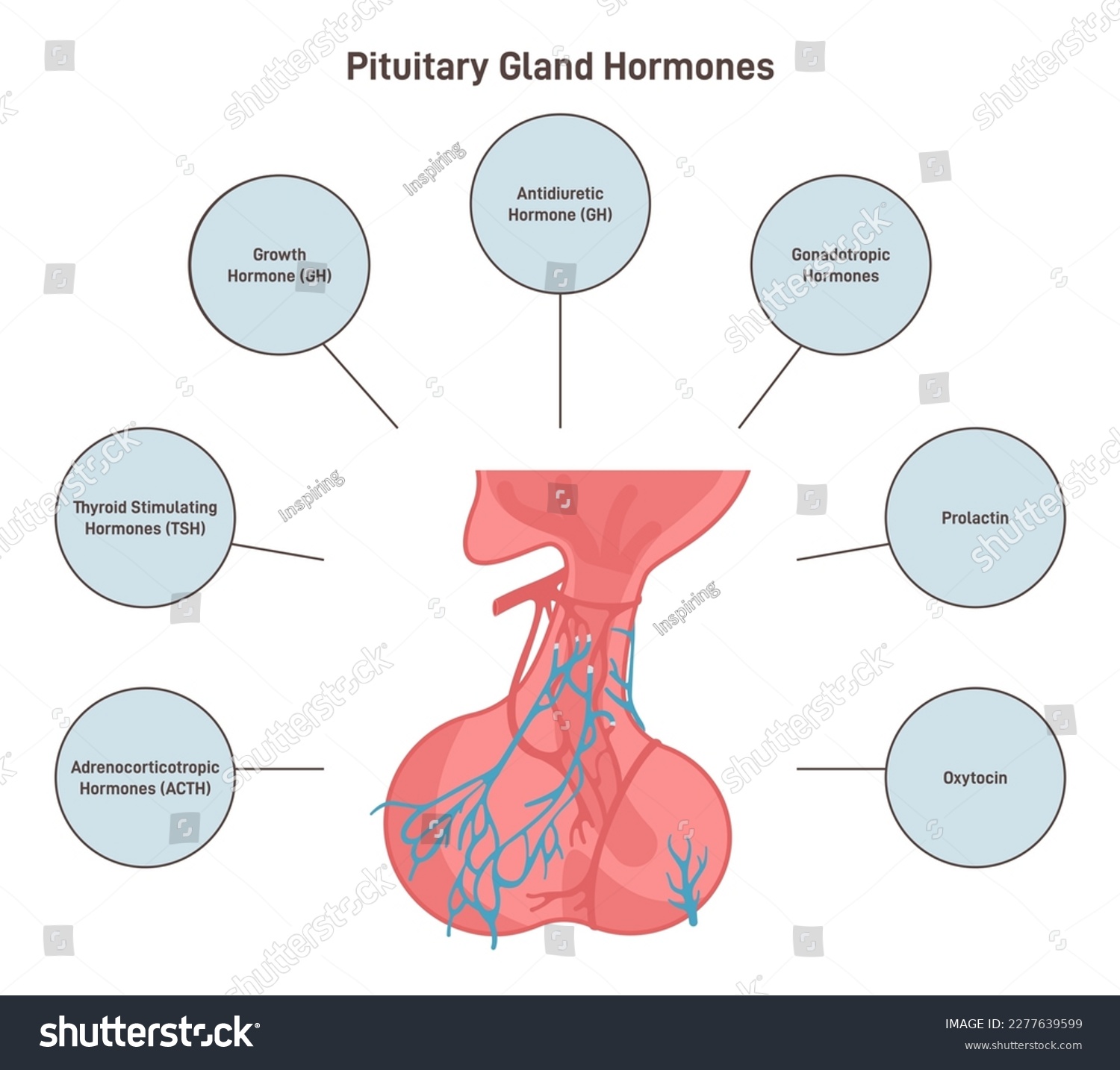 Pituitary gland hormones. Endocrine system organ - Royalty Free Stock ...