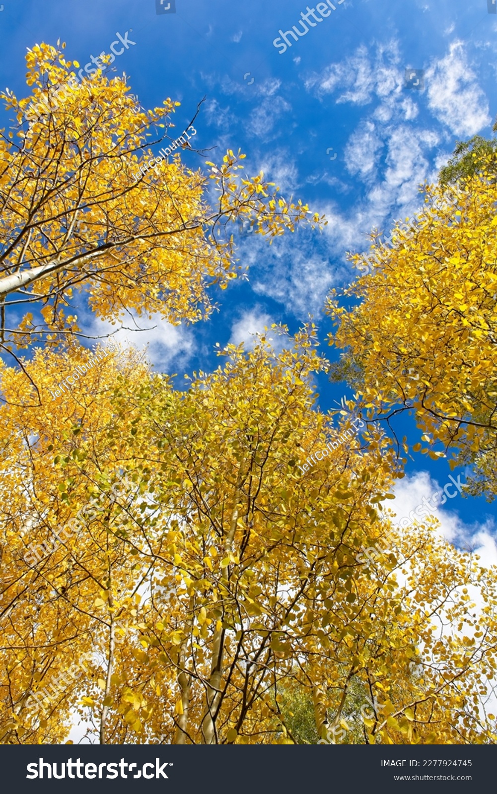 Looking up at yellow aspen trees in the fall. Clouds are in a vivid blue sky. Snowbowl, Flagstaff, Arizona. #2277924745