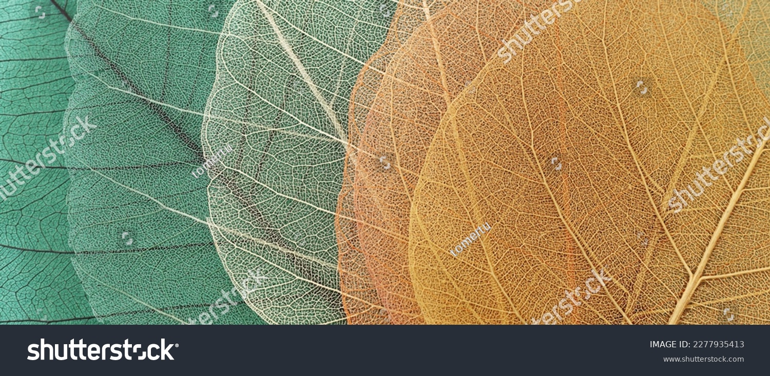 Colorful transparent and delicate skeleton leaves #2277935413
