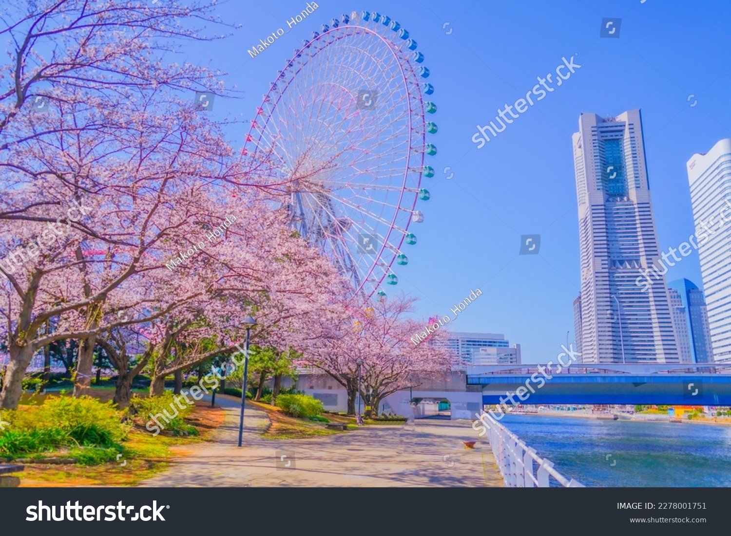 Yokohama Minato Mirai cherry blossoms in Yokohama-city kanagawa prefecture #2278001751