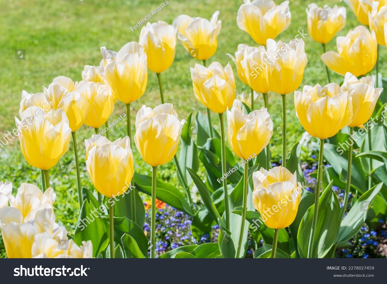 Tulips Sweetheart bulbs under the sun light #2278027459