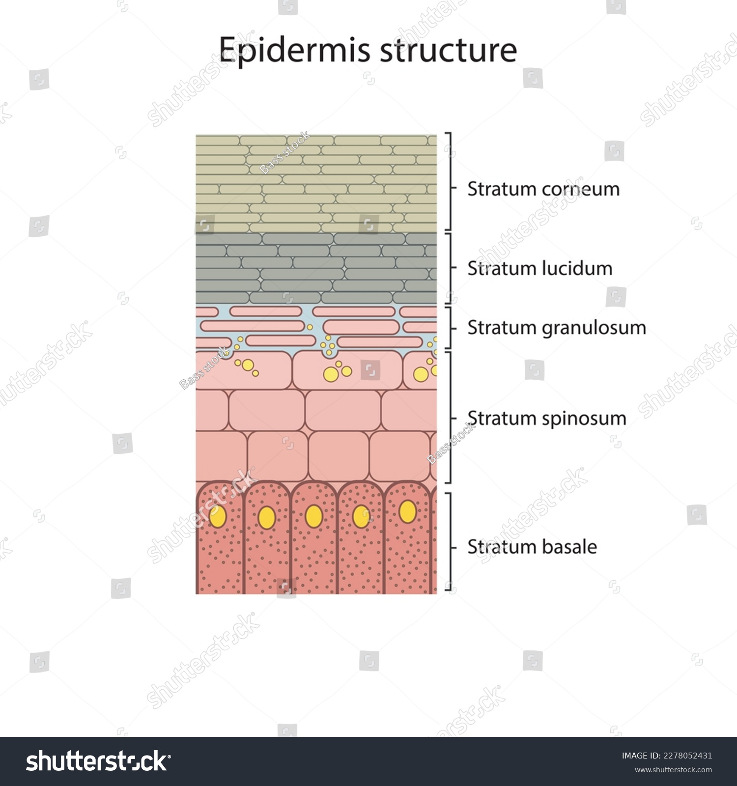 Histological structure of epidermis - skin - Royalty Free Stock Vector ...