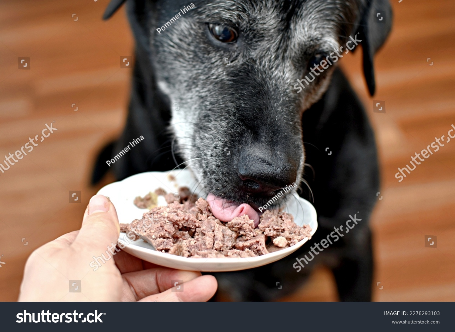 dog eating canned meat from a saucer #2278293103