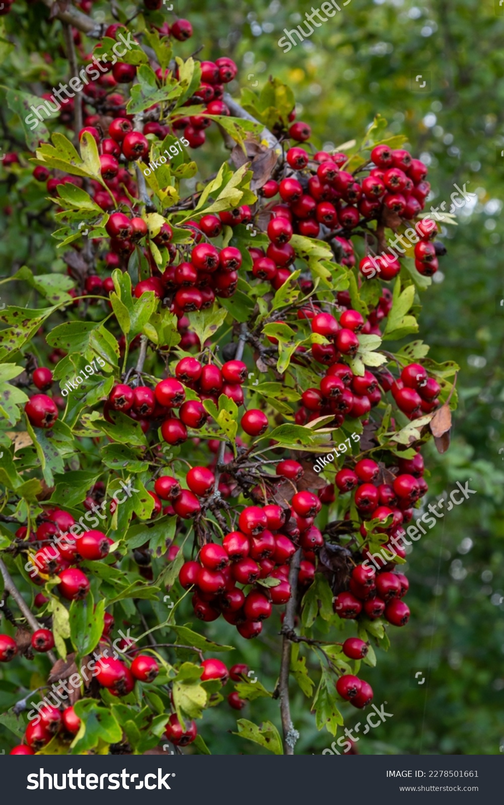 Hawthorn with red fruit, Crataegus monogyna, . Natural beautiful background. #2278501661