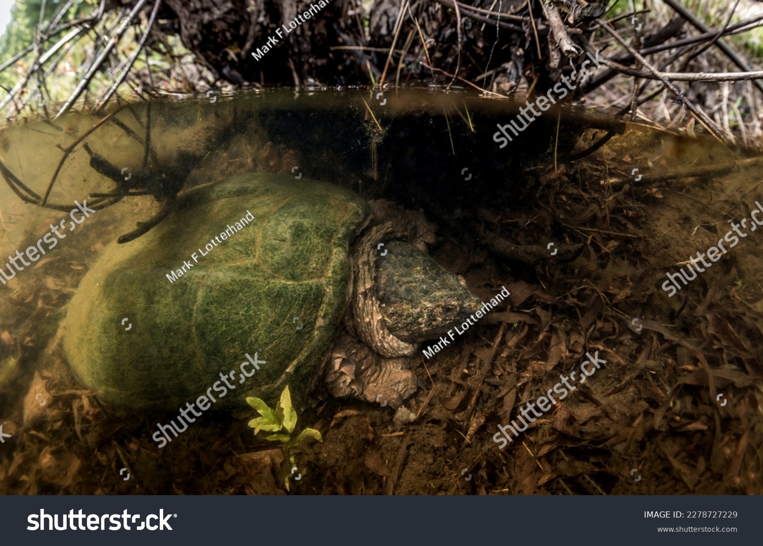 Underwater photo of a common snapping turtle in a Massachusetts vernal pool  #2278727229