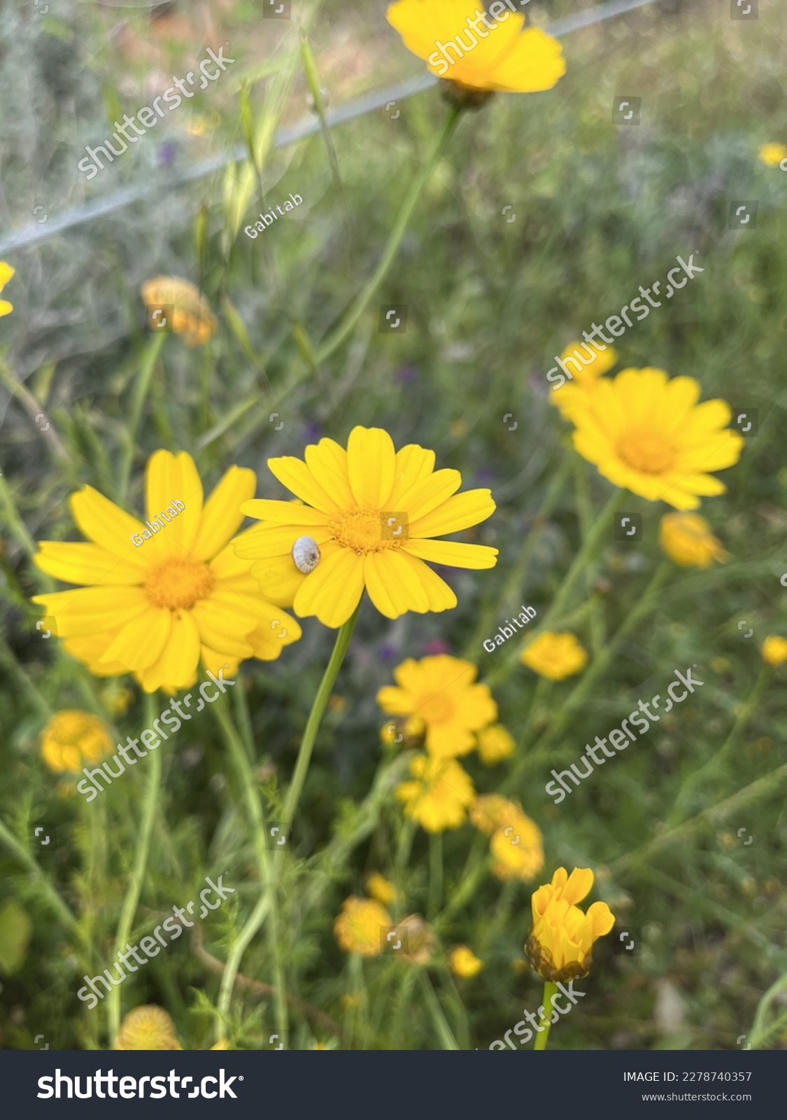 Yellow daisies with a tiny Pulmonata shell on its petals. Right after first rain the Pulmonata tend to grow in intriguing areas where they can be in the sun but also have water in reach. #2278740357