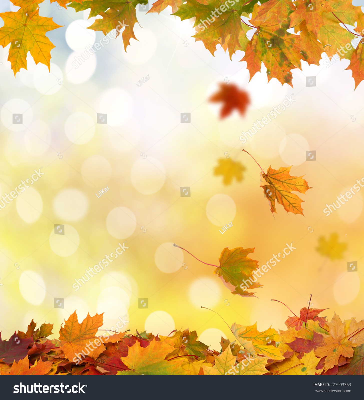  Autumn Leaves #227903353