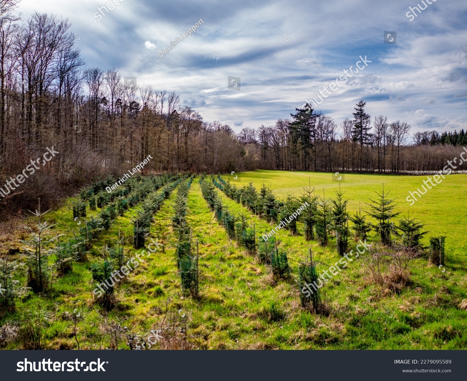 Reforestation in mixed forest by planting young trees #2279095589