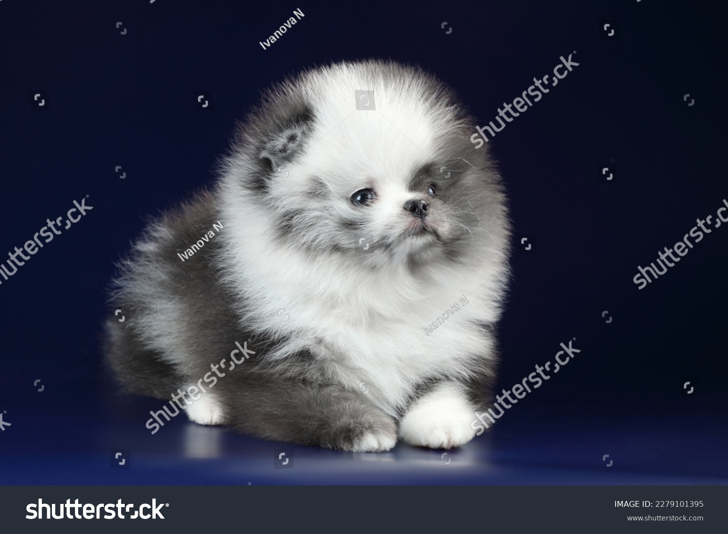 Cute fluffy Pomeranian puppy on a blue background #2279101395