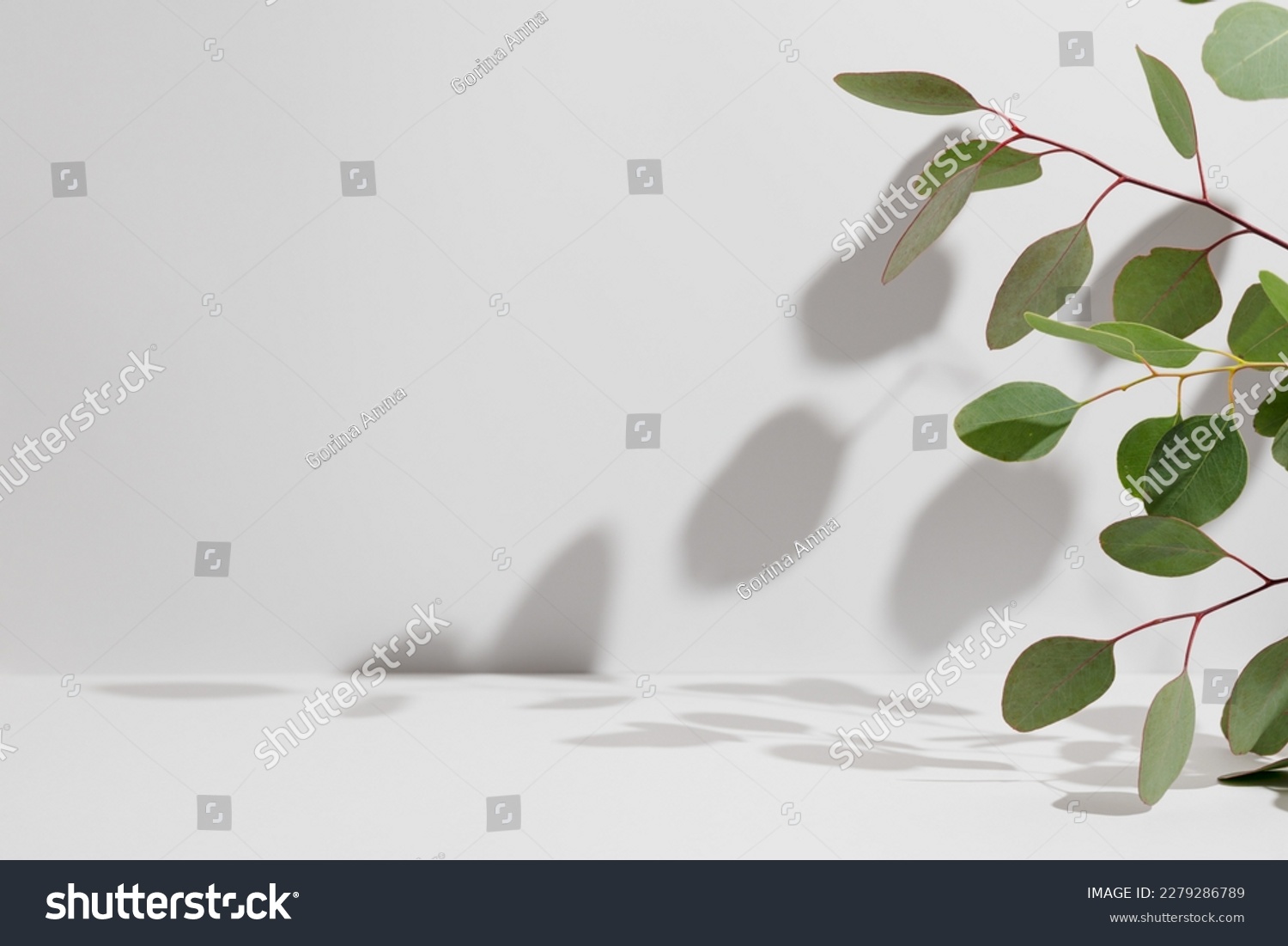 Green eucalyptus branch with shadows on empty light grey background. Backdrop for natural product presentation. Eco beauty cosmetic advertising display mockup. Minimal still life scene. Front view. #2279286789