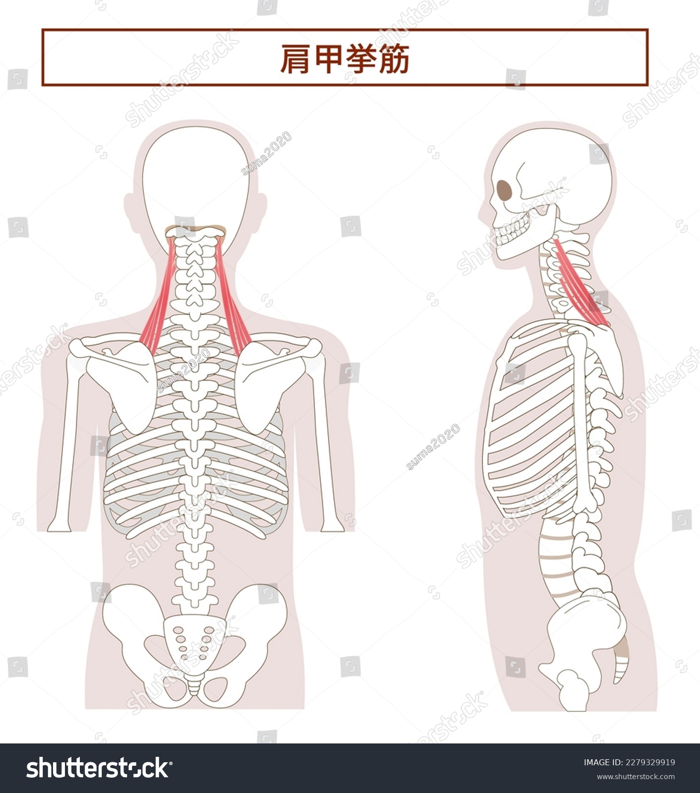 Anatomy of the levator scapulae muscle from tthe - Royalty Free Stock ...