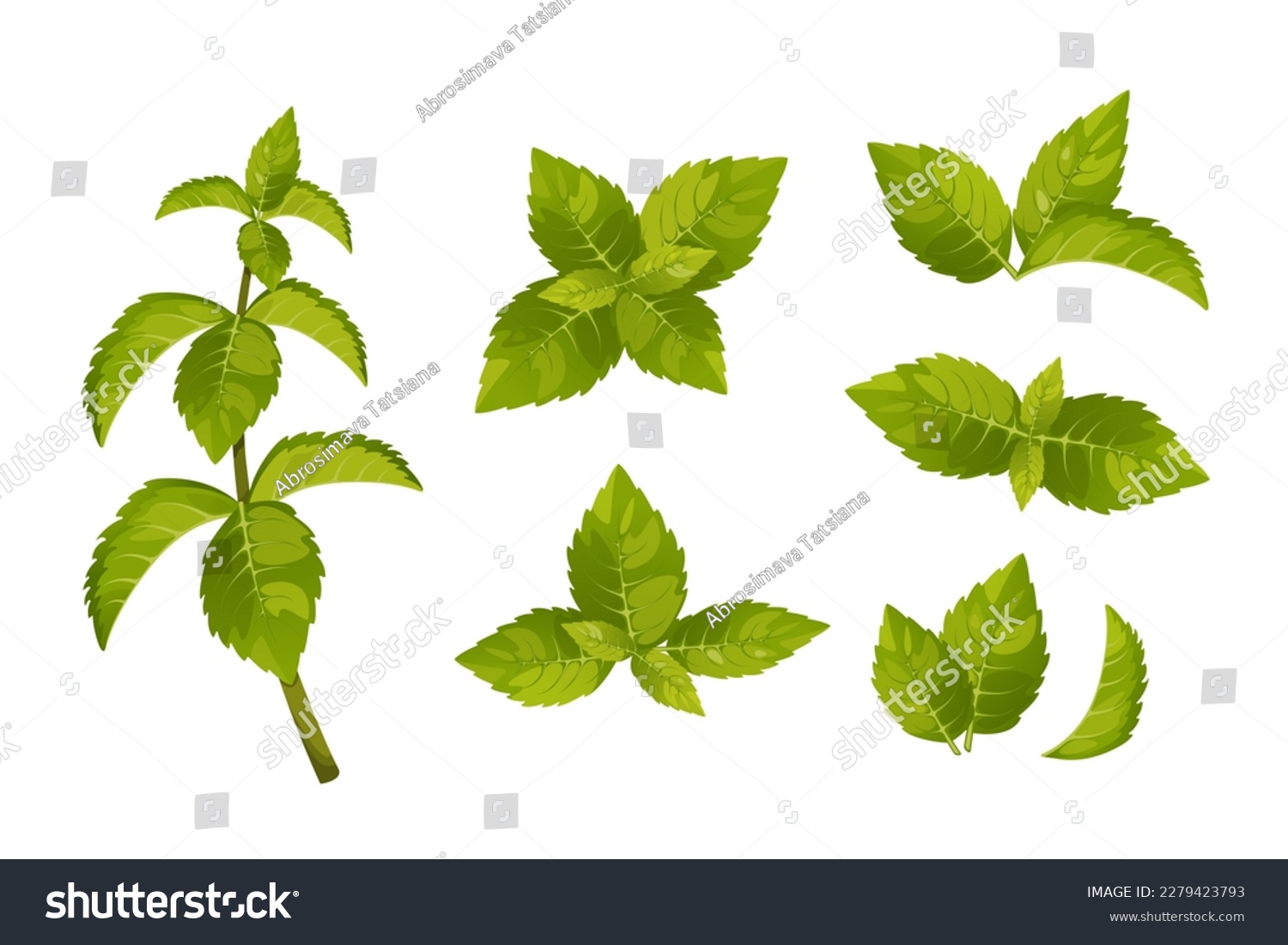 A set of mint leaves.Sprigs of mint, green peppermint leaves.Vector illustration isolated on a white background. #2279423793