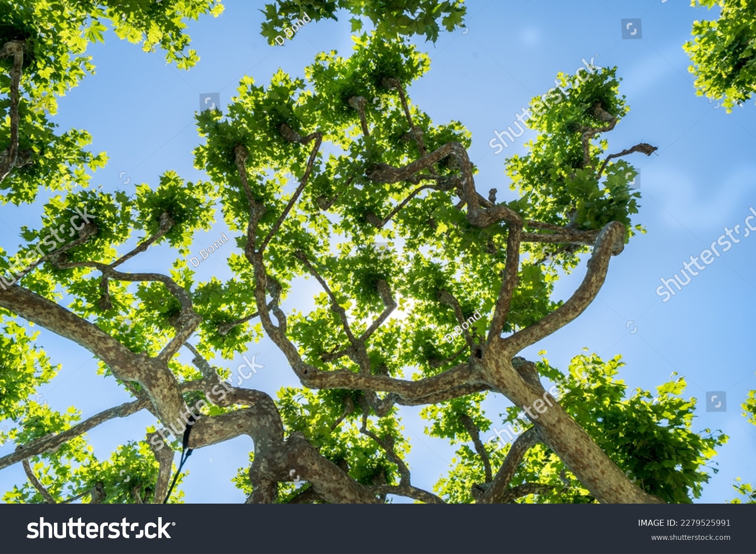 Green Platanus on the blue sky background in spring #2279525991