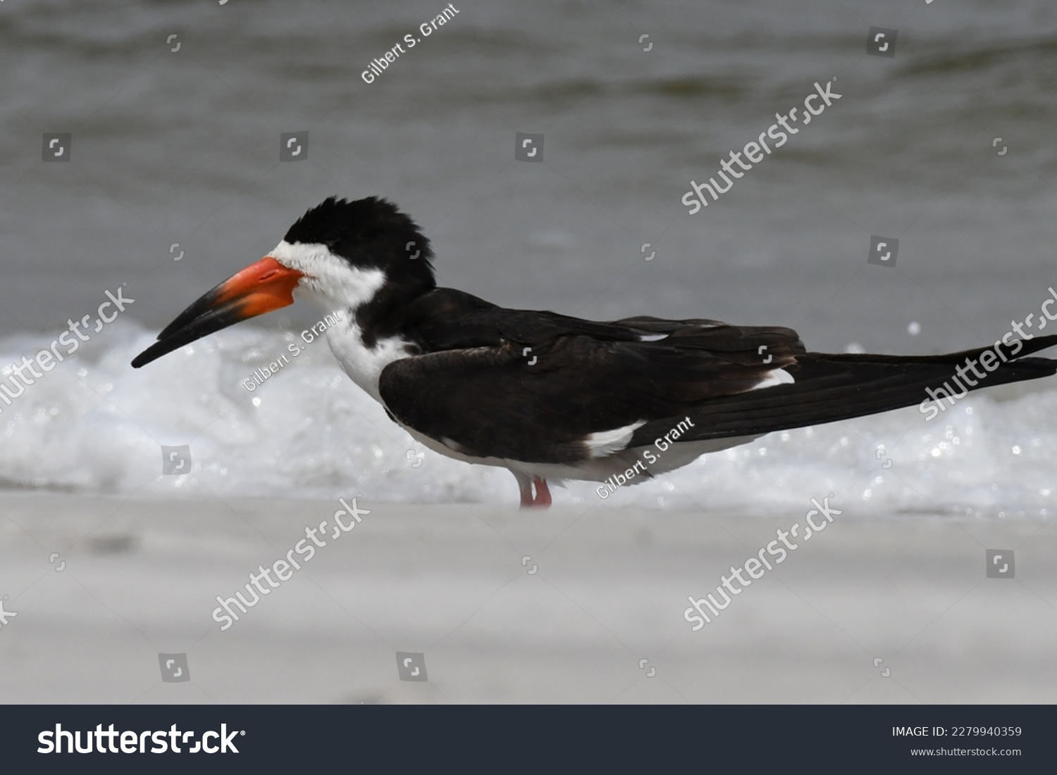 Black Skimmer. Rynchops niger. Wrightsville Beach, NC. USA #2279940359