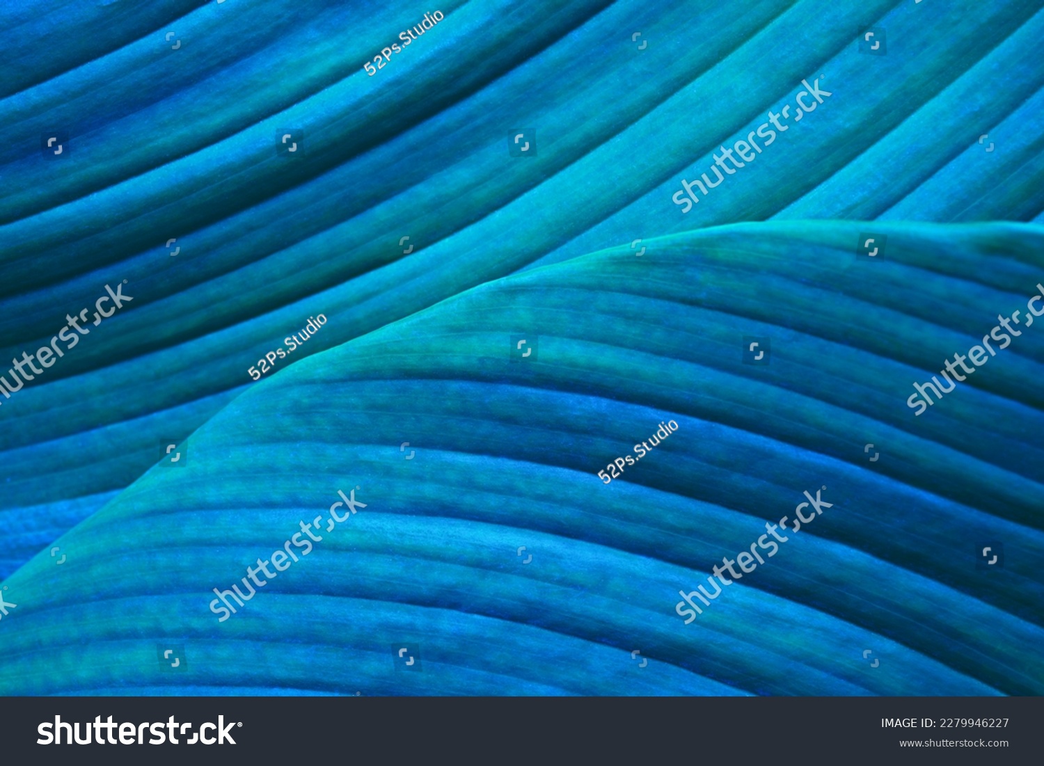 Close-up detail macro texture bright blue green leave tropical forest plant spathiphyllum cannifolium in dark nature background.Curve leaf floral botanical abstract desktop wallpaper,website backdrop. #2279946227