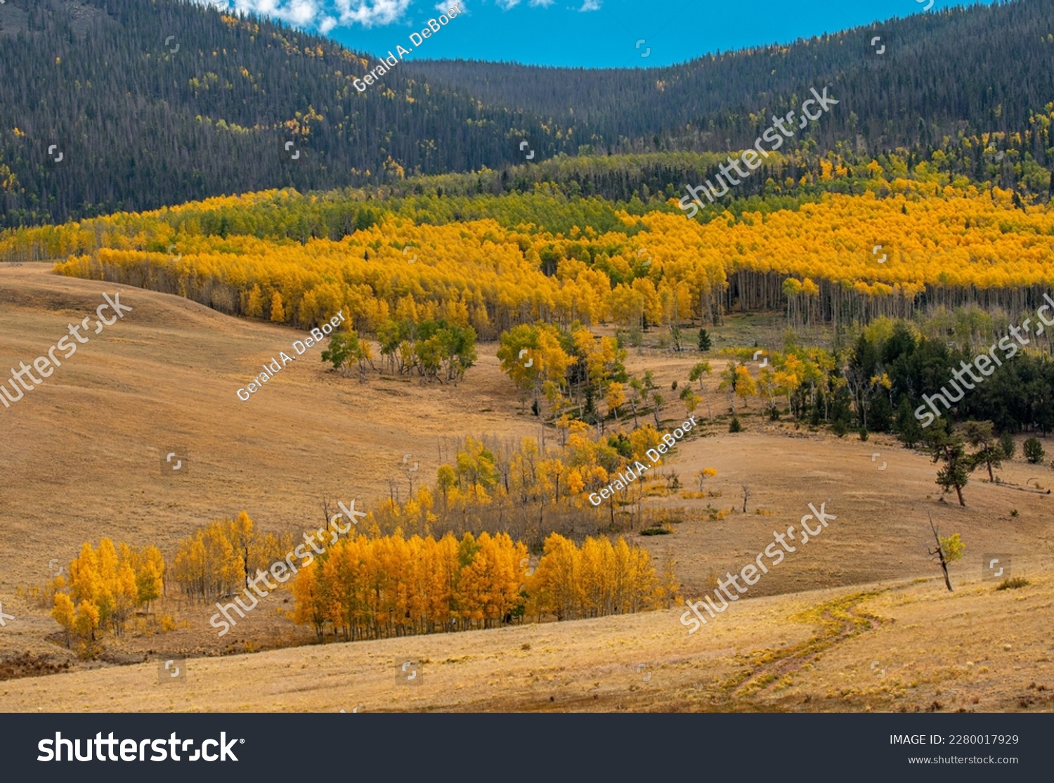 A beautiful view of the Colorado high country in late September with golden aspen bordering meadows grazed by cattle. #2280017929