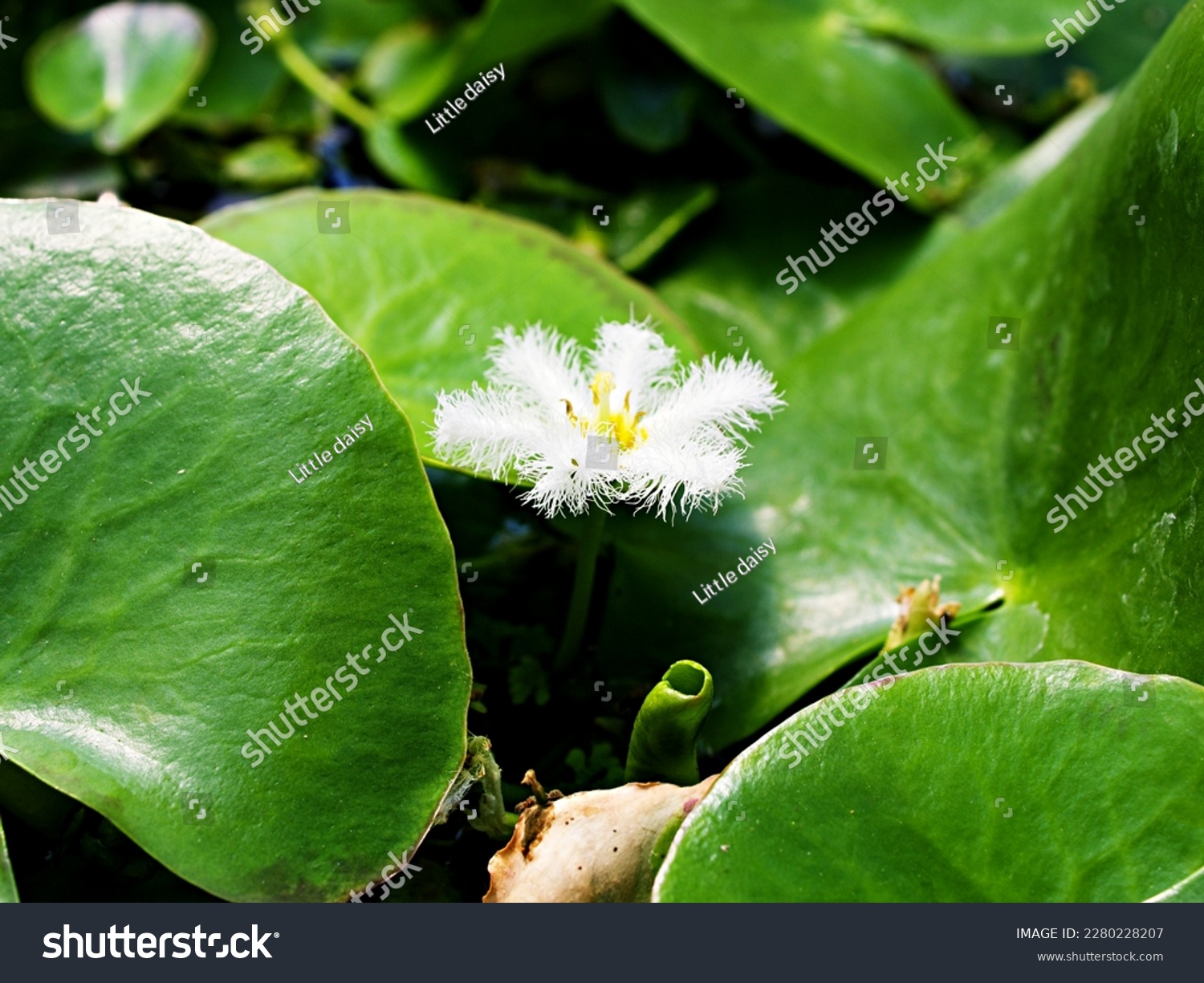 Closeup white water snowflake ,Nymphoides indica plant, indian floatingheart water lily flower ,Ninfee Barbagli ,Chandmala ,Phalaenopsis ,Kumudini ,Chinnambal ,Menyanthaceae aquatic plant macro image  #2280228207
