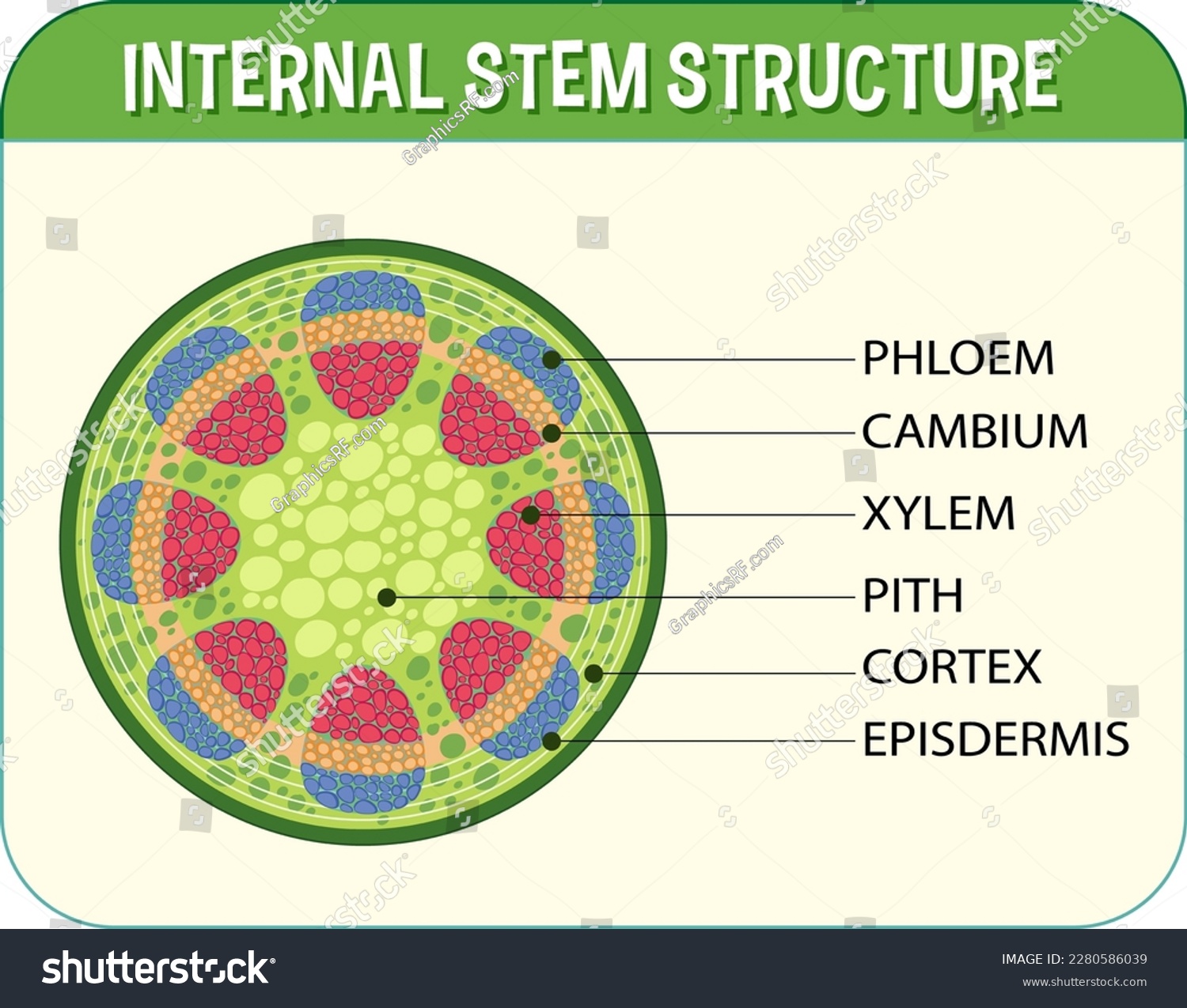 Internal structure of stem diagram illustration - Royalty Free Stock ...