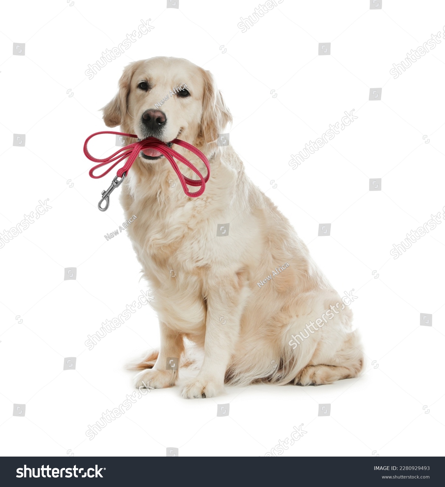Adorable Golden Retriever dog holding leash in mouth on white background #2280929493