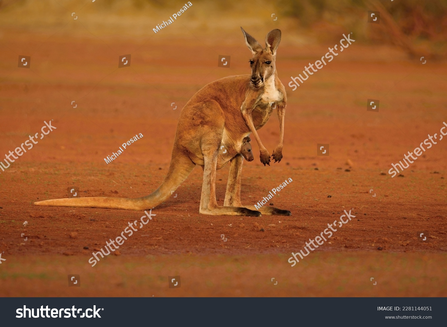 The red kangaroo in desert or bush. Osphranter rufus is the largest of all kangaroos, the largest terrestrial mammal native to Australia, and the largest extant marsupial. #2281144051