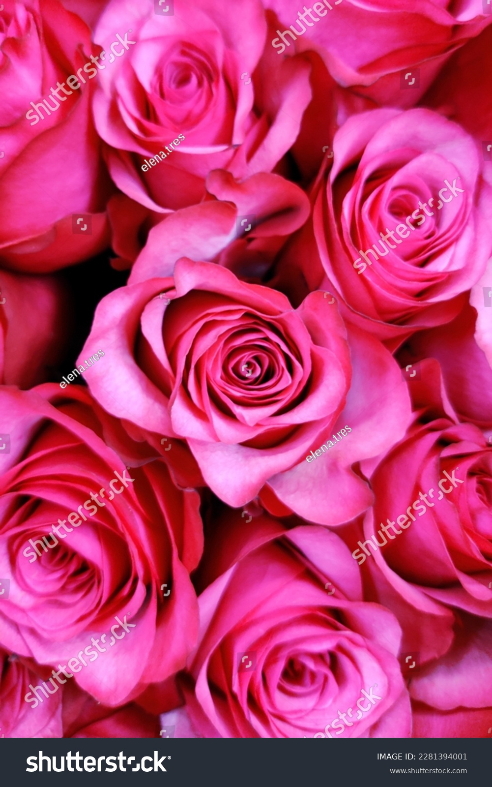 Pink roses natural floral background close up vertical photo. Fresh flowers in bouquet buds top view. Bright colors. Florist shop. Greeting card design template with copy space. #2281394001