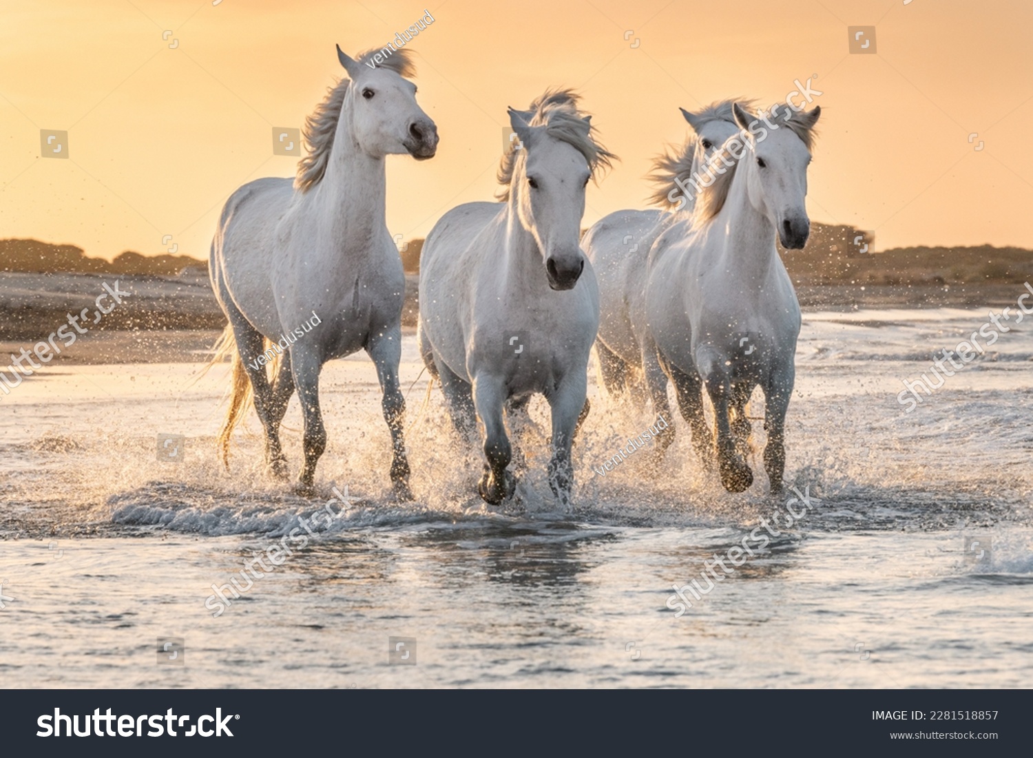 Herd of white horses running through the water. Image taken in Camargue, France. #2281518857