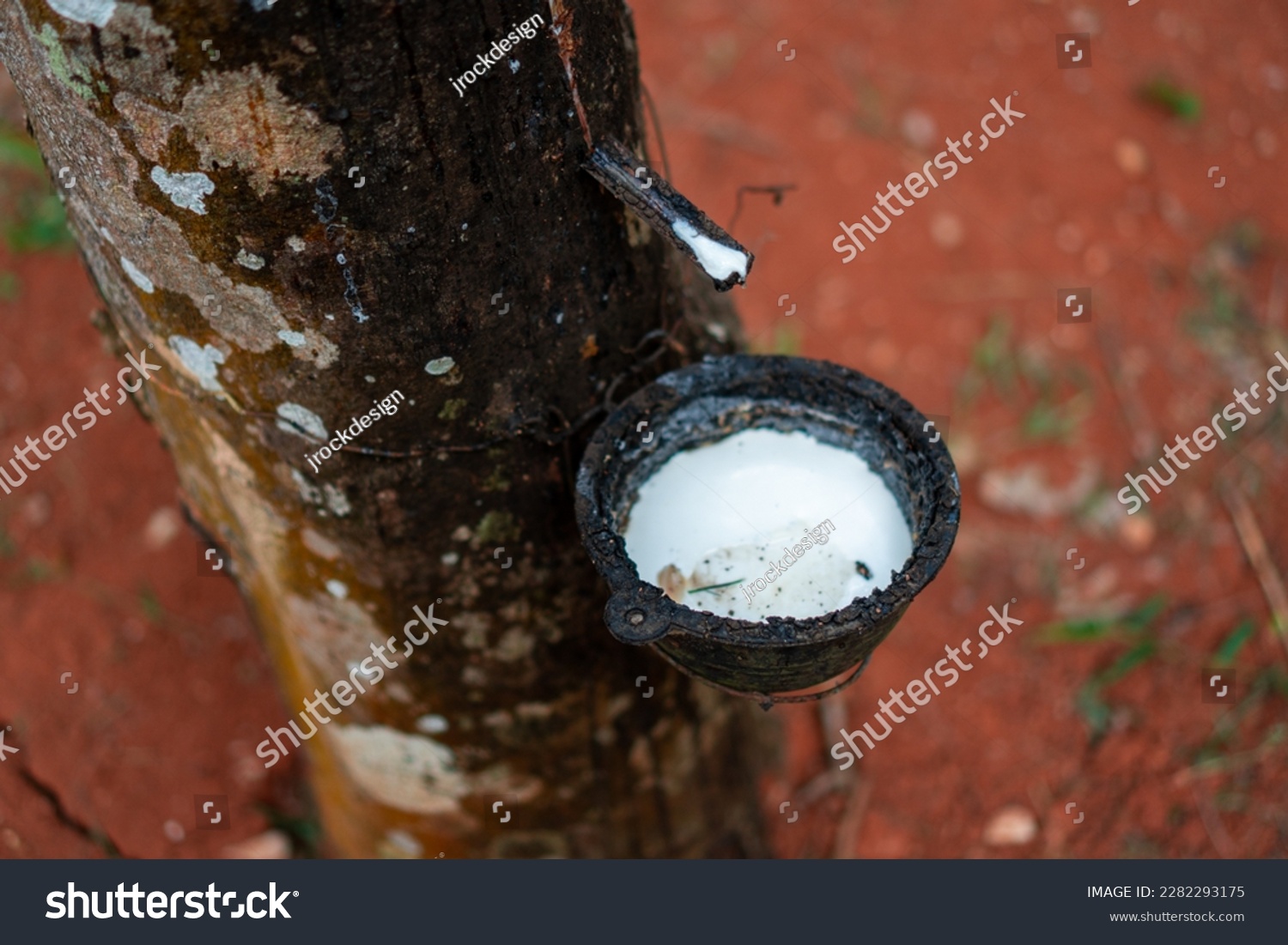 Latex extracted from tapped rubber tree as a source of natural rubber Latex raw material. Hevea brasiliensis forest. #2282293175