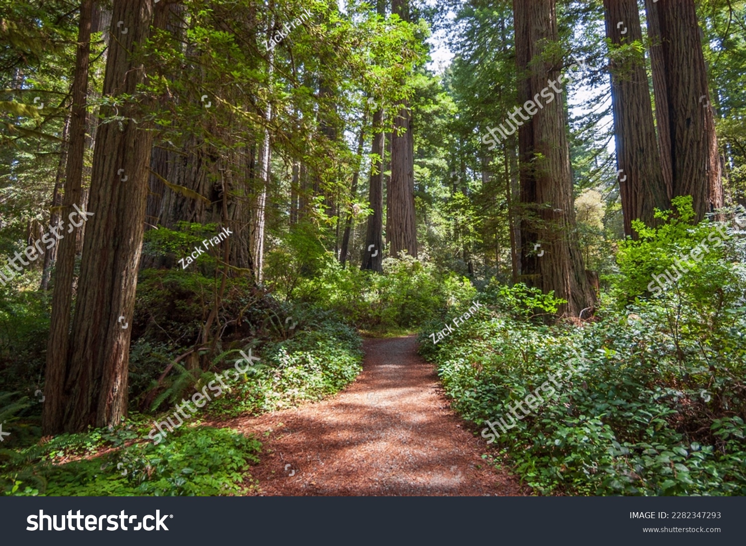 Redwood National Park in California #2282347293