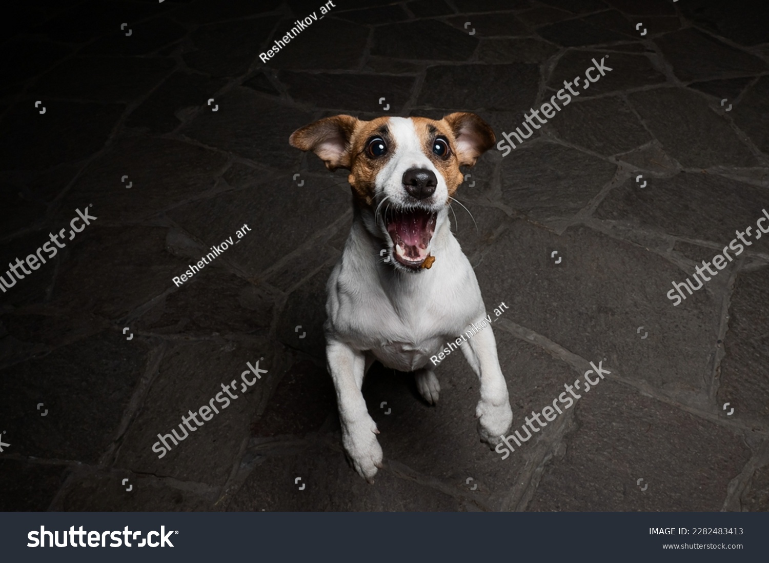 Funny Jack Russell Terrier dog catches dry food on the fly. #2282483413