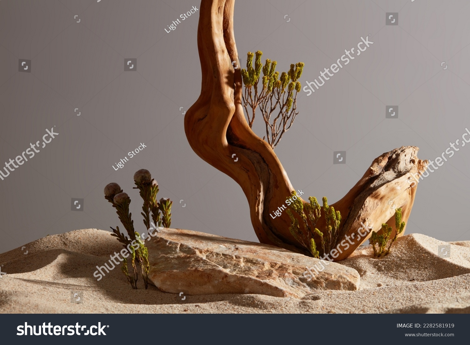 Front view of rock, dry twig, small green tree and sand desert on dark brown. Empty rock as platform for display product. Natural beauty concept, minimal background. #2282581919