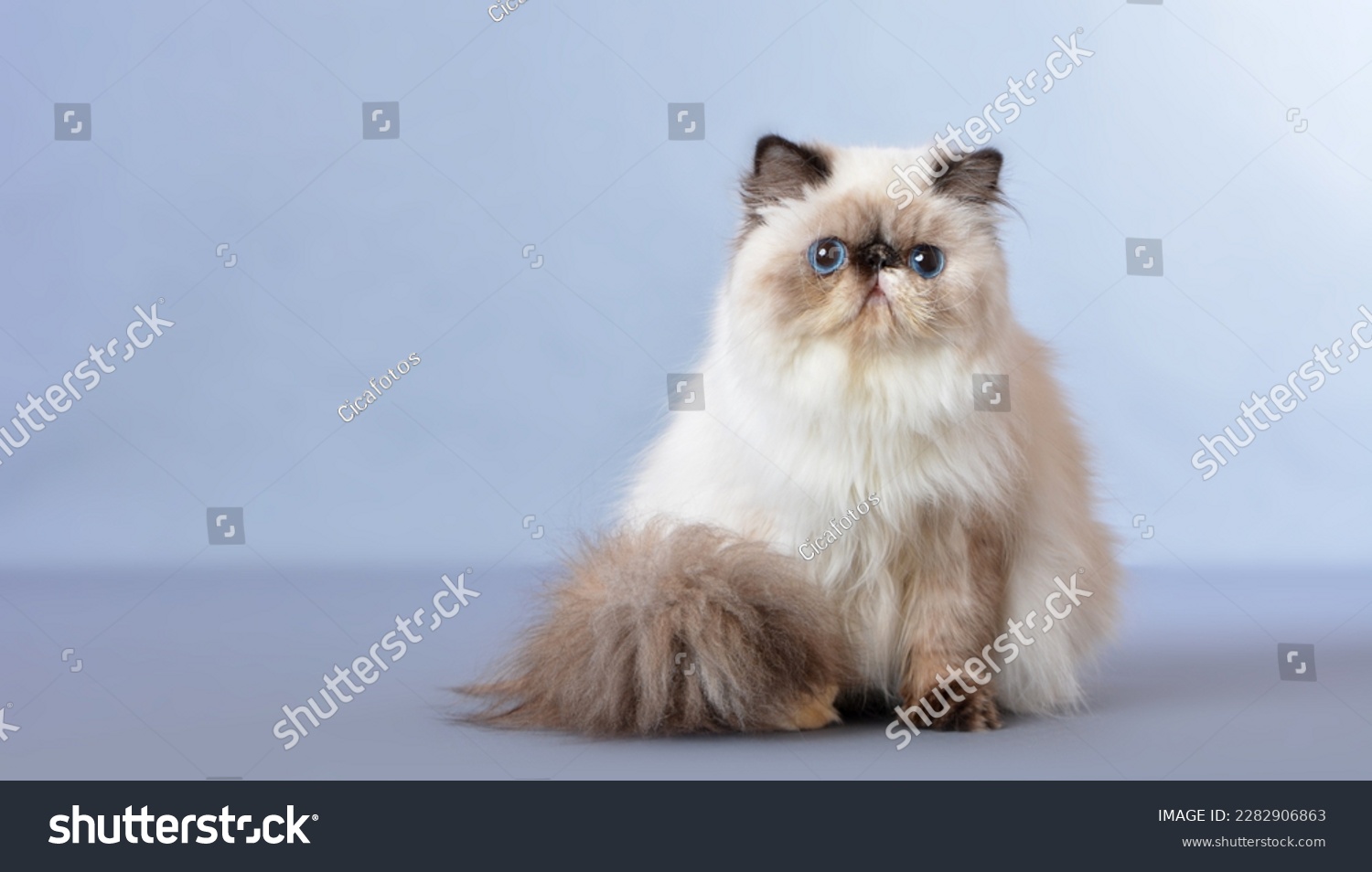 The Persian cat, also known as the Persian longhair, is a long-haired breed of cat characterized by a round face and short muzzle.  #2282906863