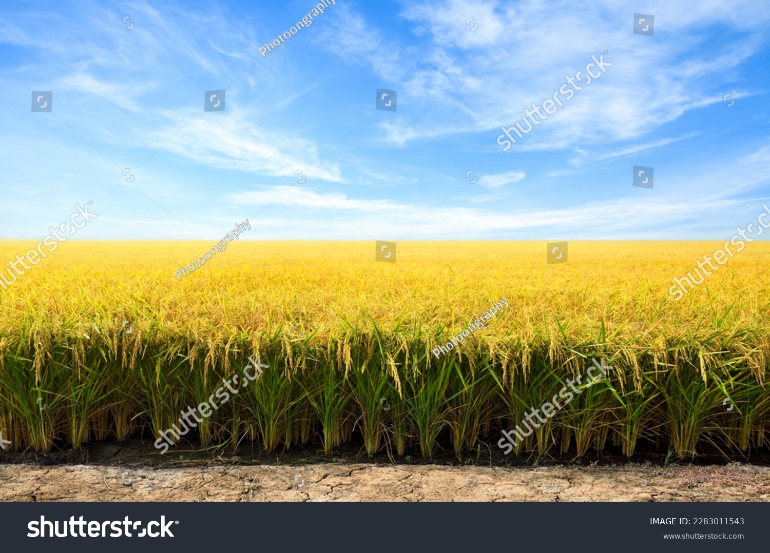 Golden paddy rice field before harvesting. #2283011543