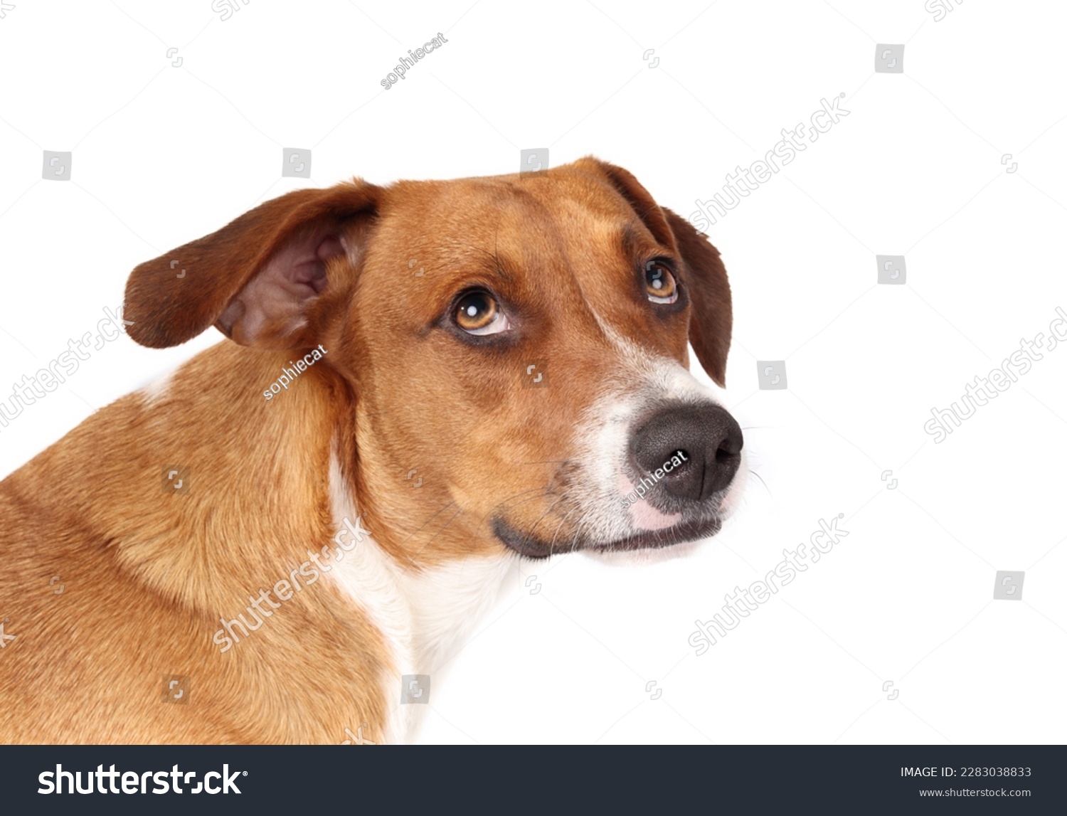 Shy dog looking up at camera with head tilted. Isolated puppy dog with timid, scared or afraid body language. 1 year old harrier mix dog, brown white short hair. Selective focus. White background. #2283038833
