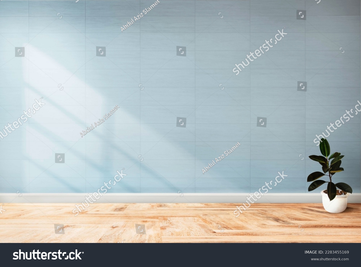 plant against a blue wall background with copy space

 #2283455169
