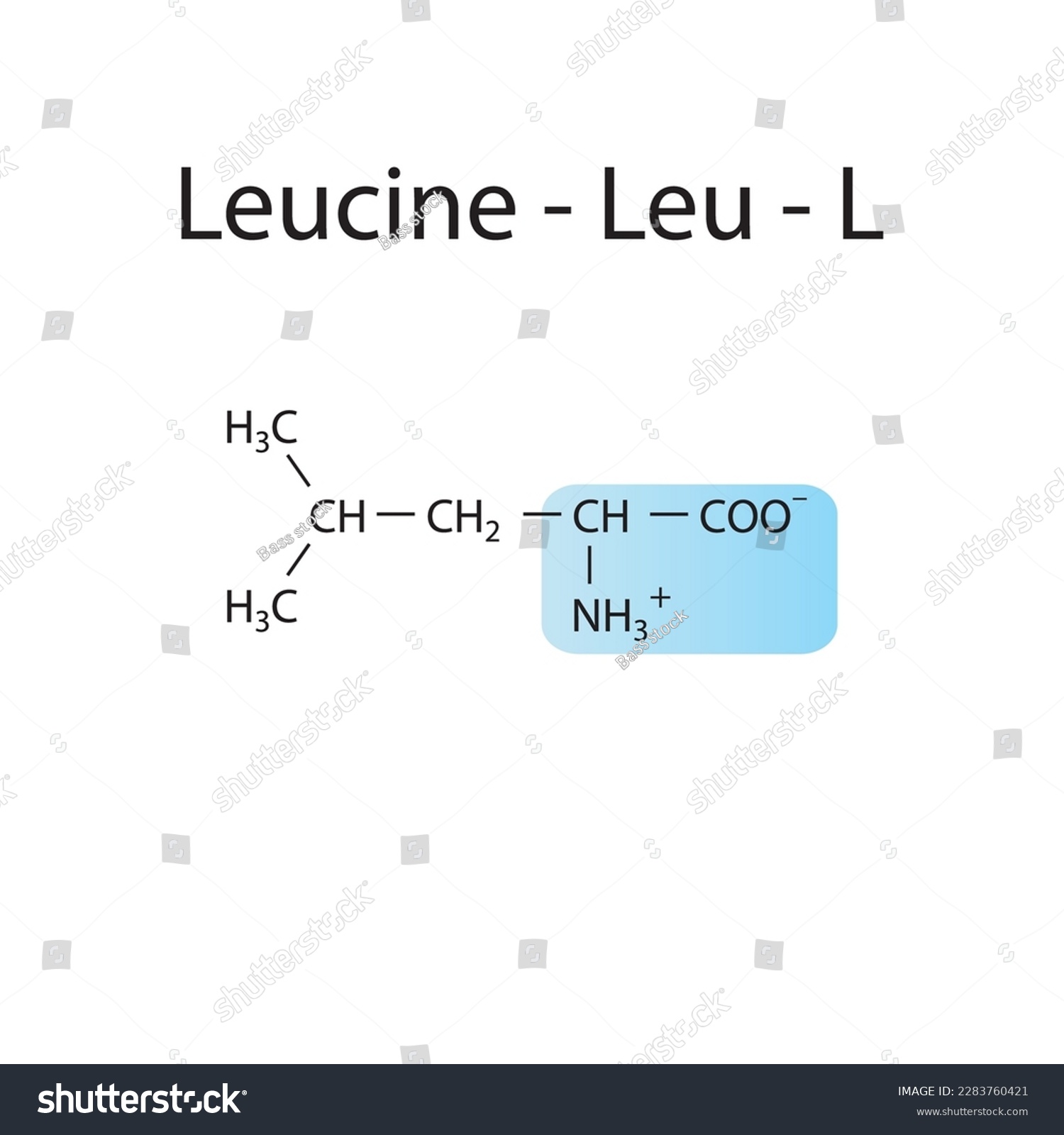 Leucine - Leu - L amino acid structure. Skeletal - Royalty Free Stock ...