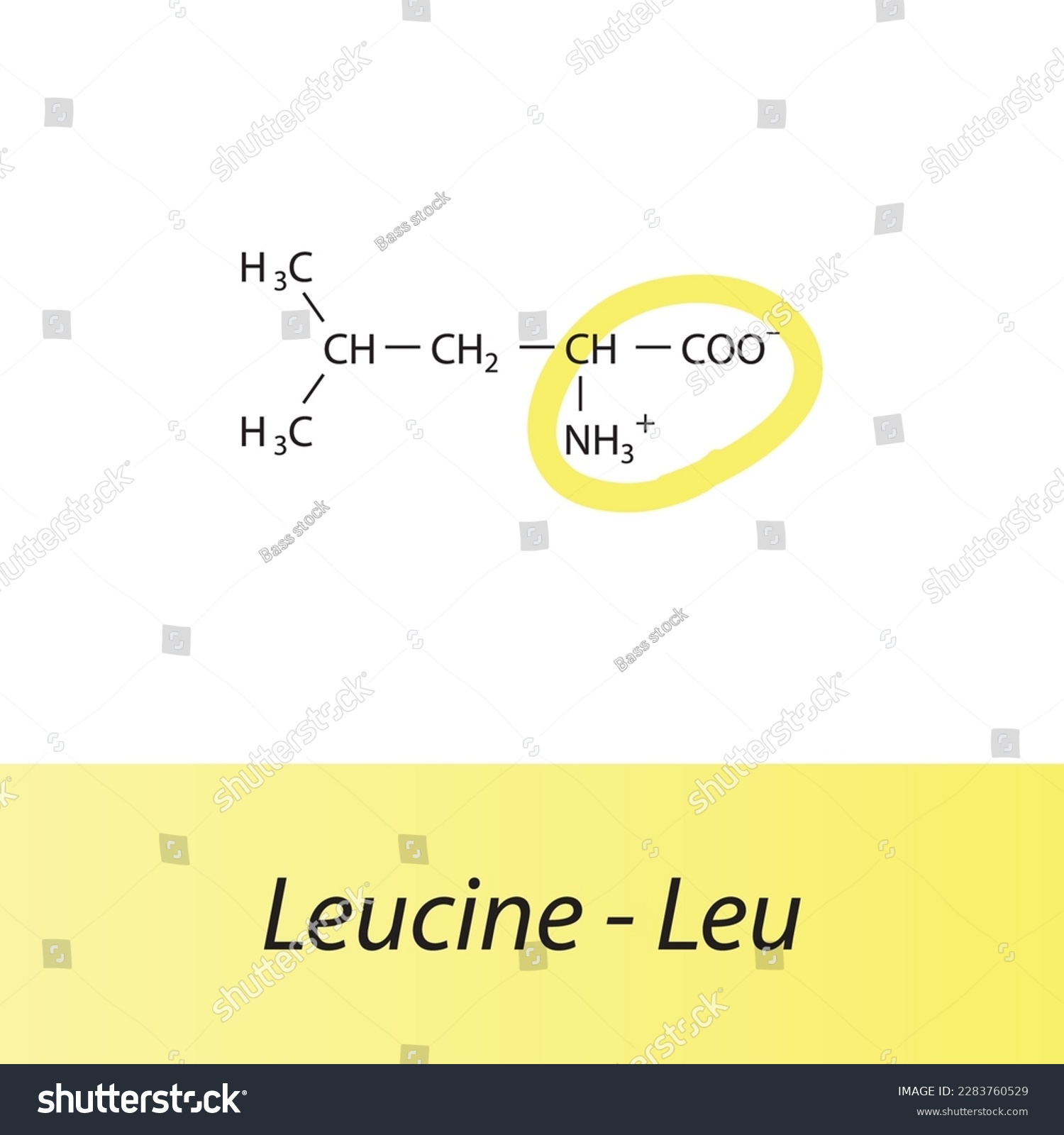 Leucine - Leu - L amino acid structure. Skeletal - Royalty Free Stock ...