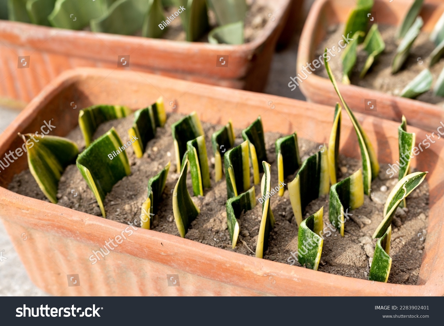 Sanseveria trifasciata leaf cuttings in a pot. selective focus with blur background #2283902401