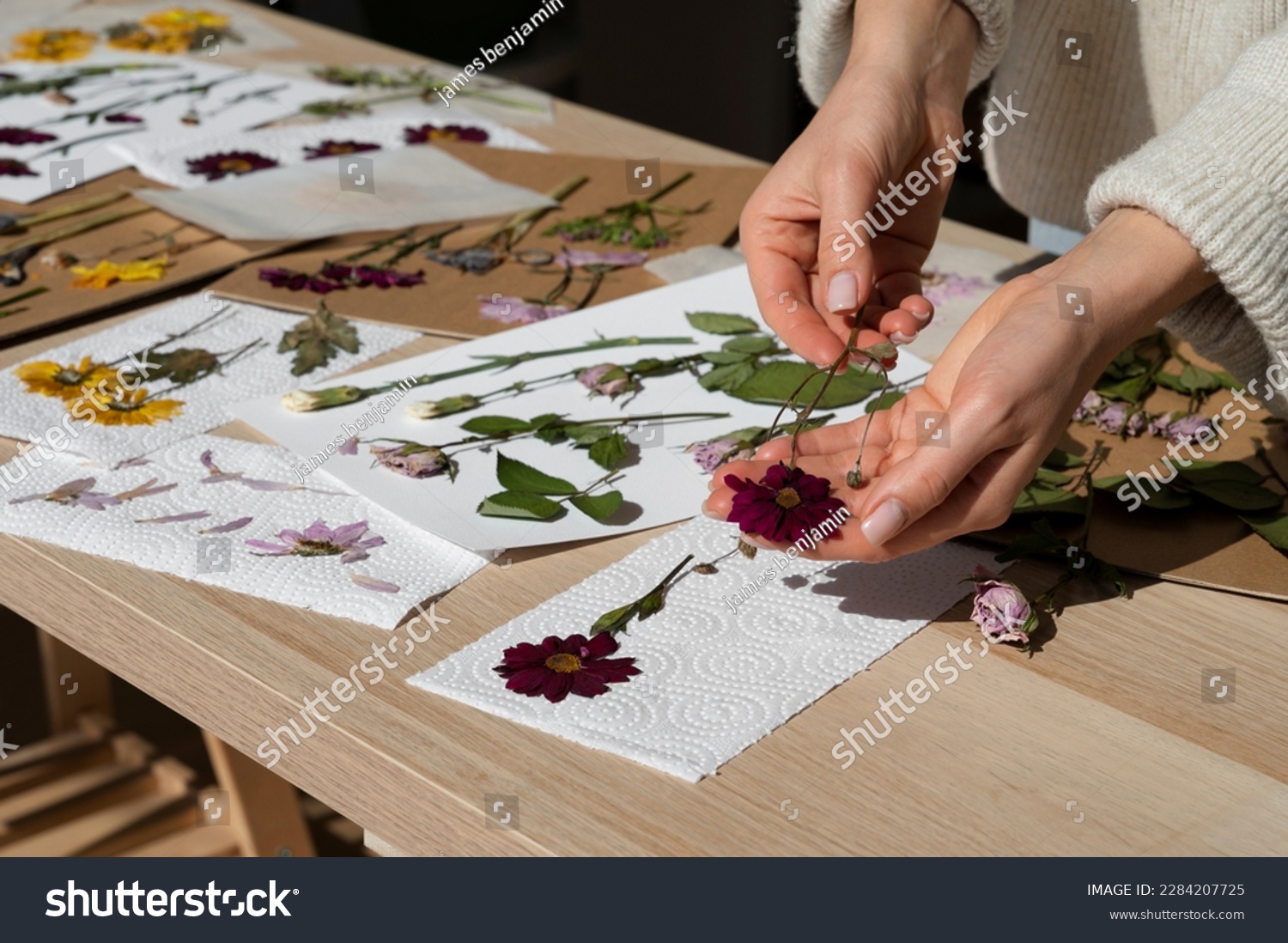 pressed flowers. flat pressed dried flower background. Dry pressed flowers. making decoration with pressed flowers and leaves. Beautiful dried flowers. #2284207725