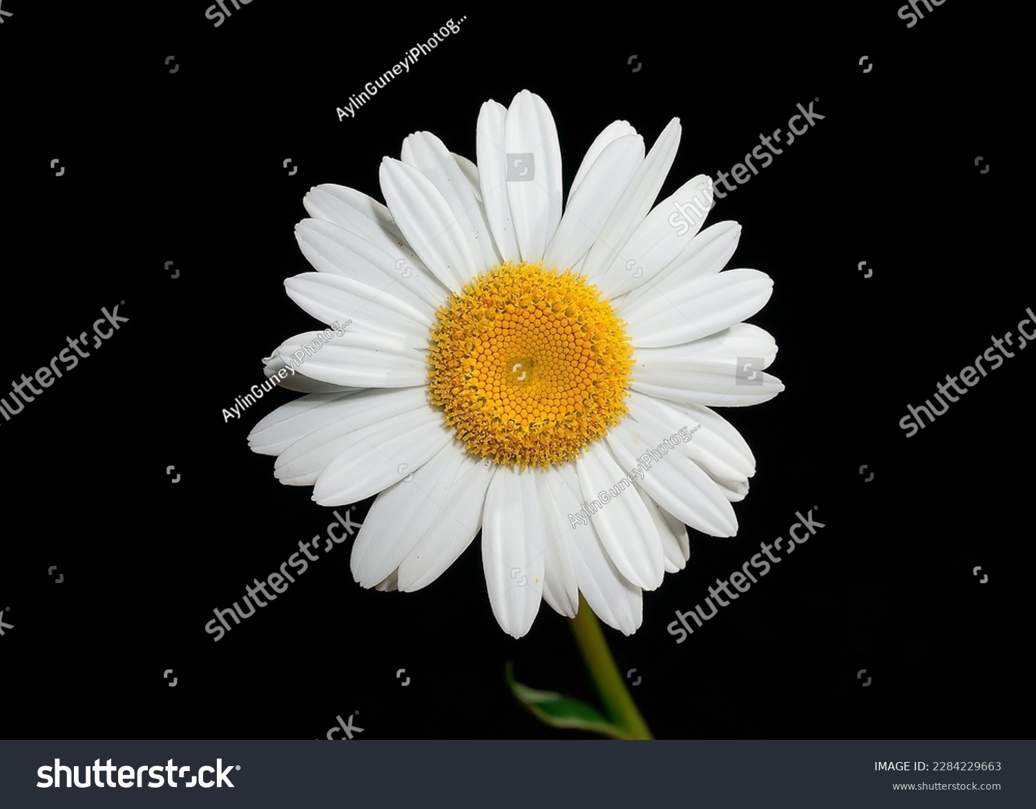 Wild daisy flowers growing on meadow, white chamomiles on green grass background. Oxeye daisy, Leucanthemum vulgare, Daisies, Dox-eye, Common daisy, Dog daisy, Gardening concept. #2284229663