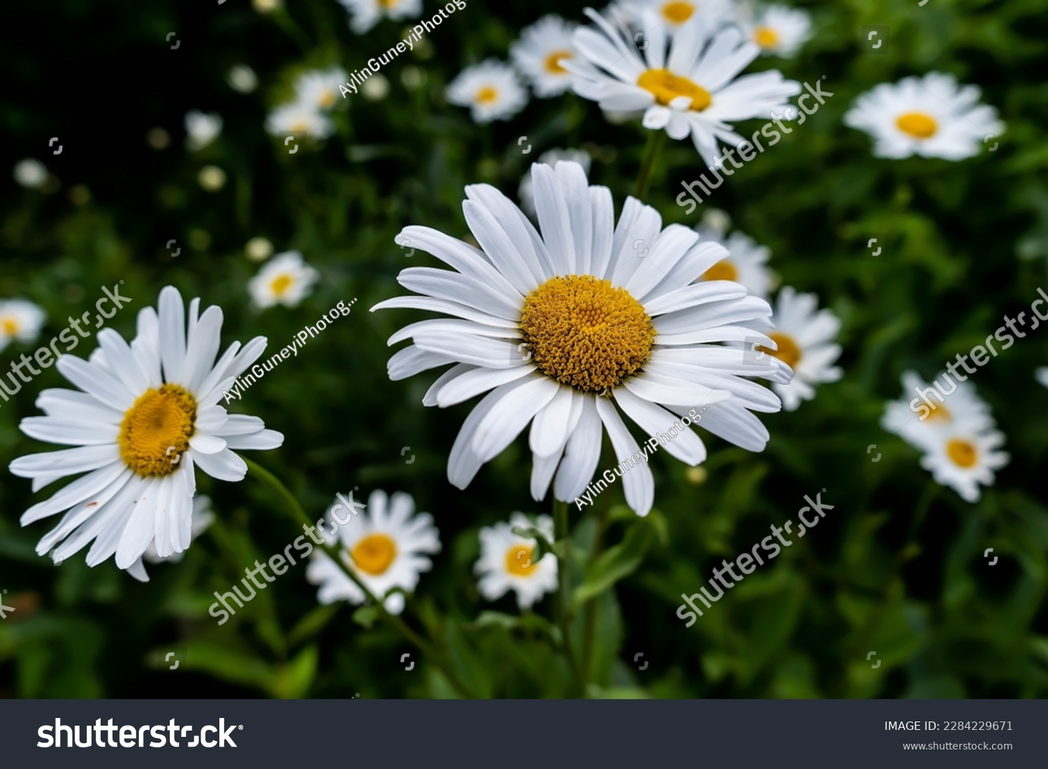 Wild daisy flowers growing on meadow, white chamomiles on green grass background. Oxeye daisy, Leucanthemum vulgare, Daisies, Dox-eye, Common daisy, Dog daisy, Gardening concept. #2284229671