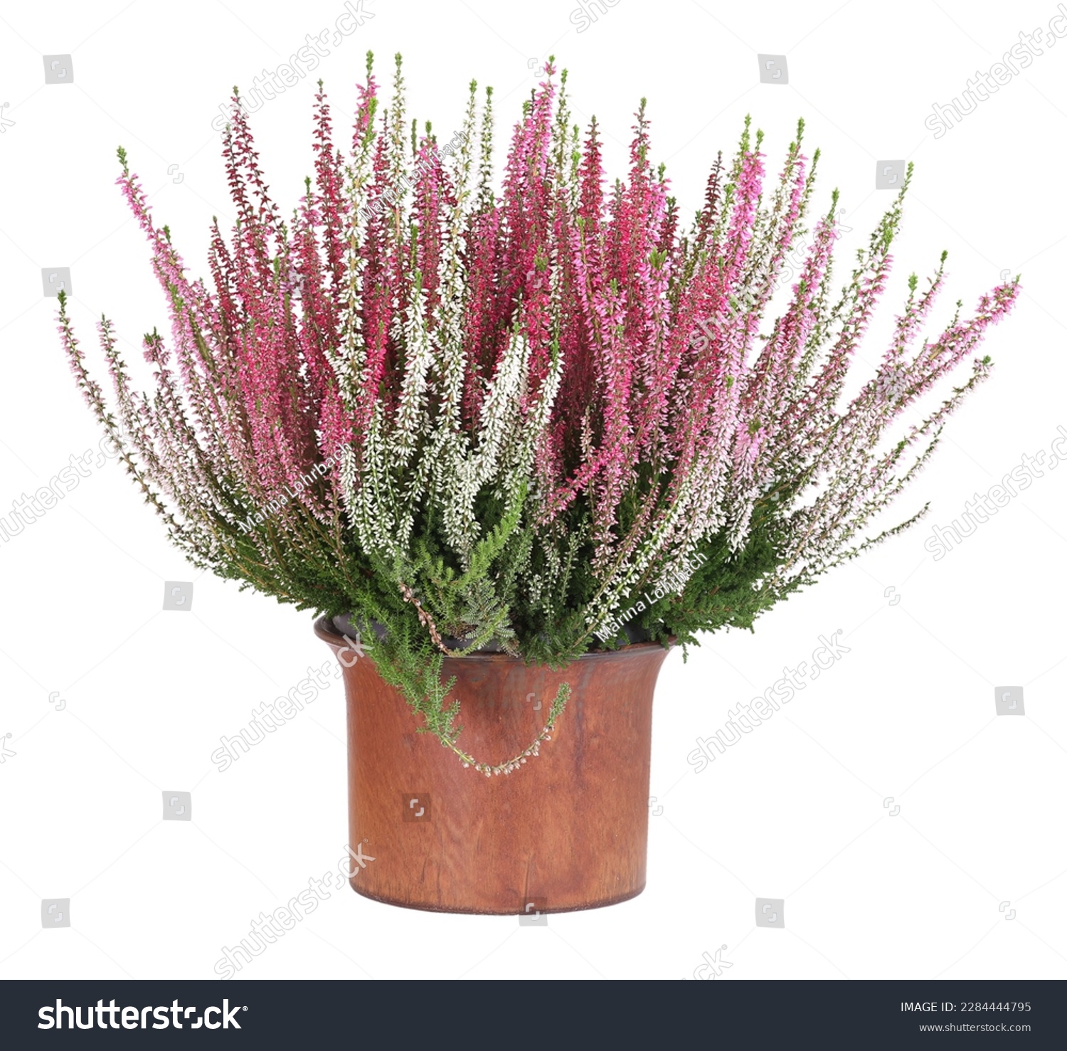 Potted white and pink heather, isolated background #2284444795