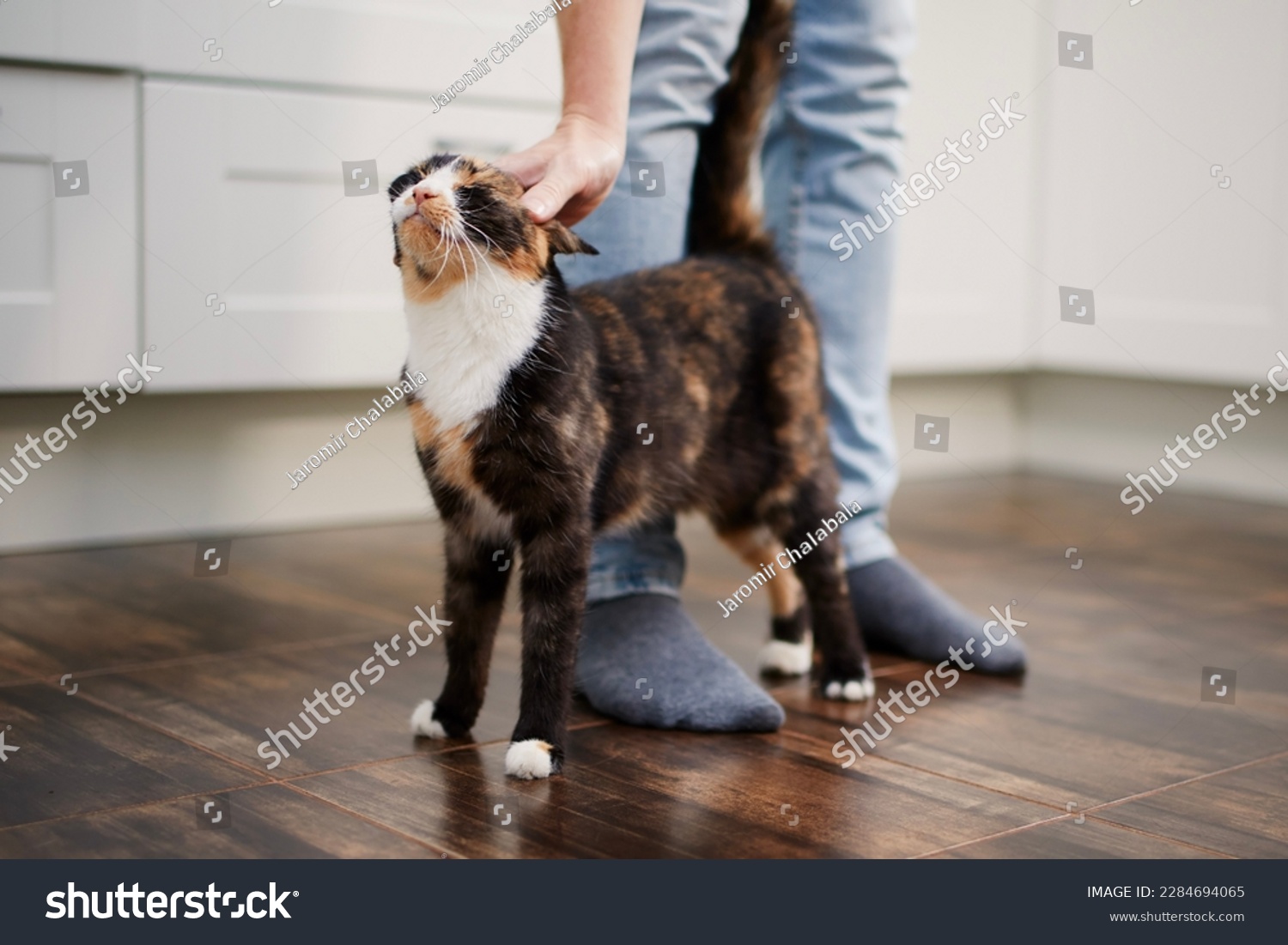 Contented cat greets her pet owner upon his arrival home. Man stroking his cute mottled cat.
 #2284694065