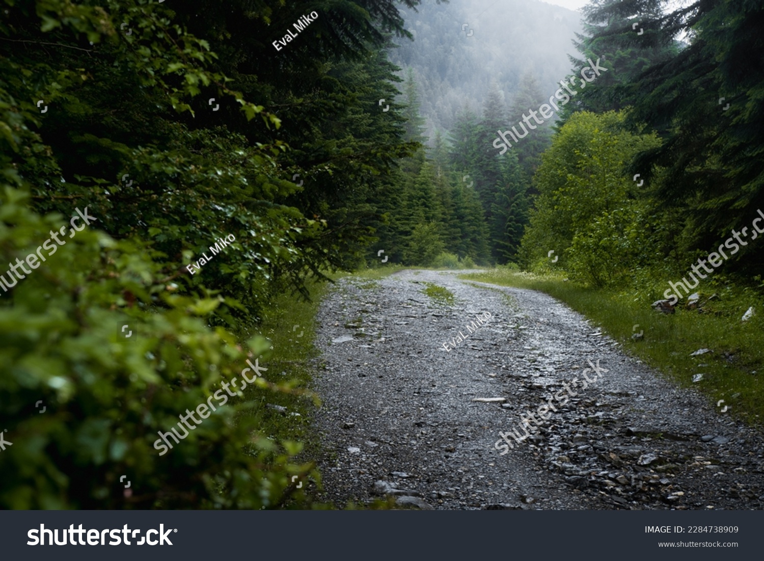 Forest trail scene. Woodland rocky path Forest in fog. Landscape with trees, colorful green and blue fog. Nature background. Dark foggy forest #2284738909